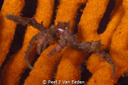 HOTLIPS

One of only 2 spider crabs in South African wa... by Peet J Van Eeden 